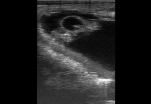 Equine early stage pregnancy
